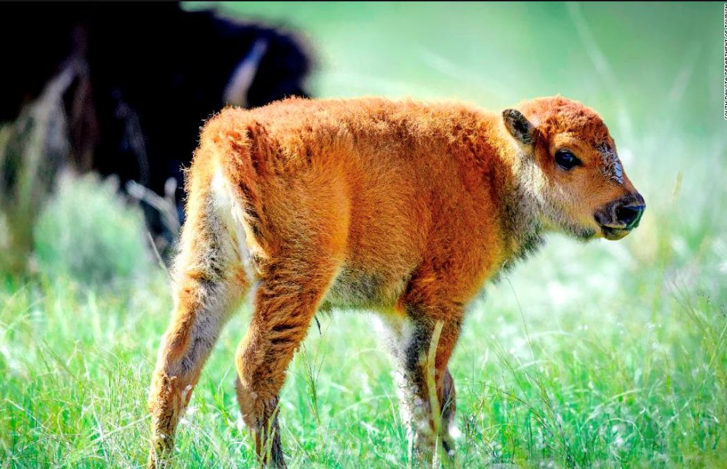Baby bison
